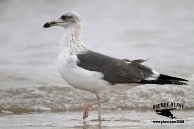 _MG_7841 Lesser Black-backed Gull#1 3cy Jan22.jpg