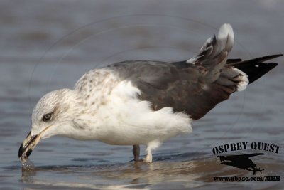 _MG_0180 Lesser Black-backed Gull#1 3cy Feb19.jpg