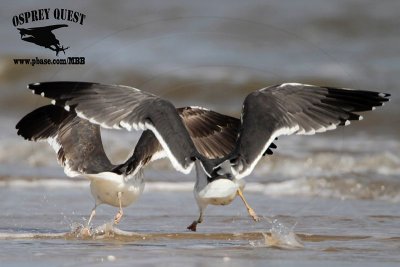 _MG_9379 Lesser Black-backed Gull adult & #1 3cy Feb19.jpg