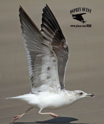 _MG_9714 Lesser Black-backed Gull#1 3cy Feb19.jpg