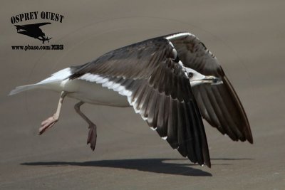 _MG_9715 Lesser Black-backed Gull#1 3cy Feb19.jpg