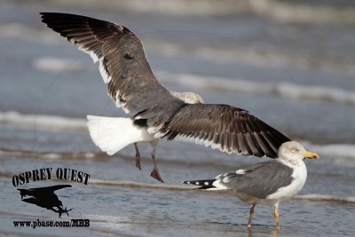 _MG_9737 Lesser Black-backed Gull adult & #1 3cy Feb19.jpg