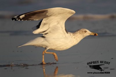 _MG_3630 Lesser Black-backed Gull 4cy? Jan07.jpg