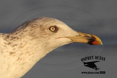 _MG_3630crop Lesser Black-backed Gull 4cy? Jan07.jpg