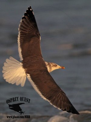 _MG_4730 Lesser Black-backed Gull 4cy? Jan07.jpg