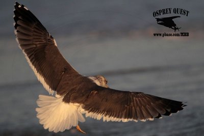 _MG_4850 Lesser Black-backed Gull 4cy? Jan07.jpg