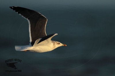 _MG_4875 Lesser Black-backed Gull 4cy? Jan07.jpg