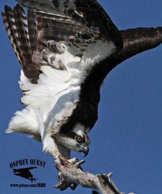 _MG_6876 Osprey.jpg