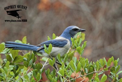 _MG_4157 Florida Scrub Jay.jpg