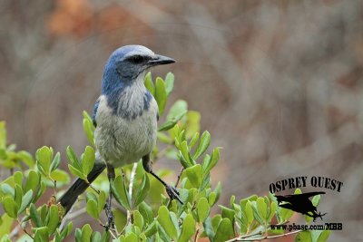 _MG_4190 Florida Scrub Jay.jpg