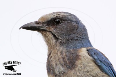 _MG_5569 Florida Scrub Jay.jpg