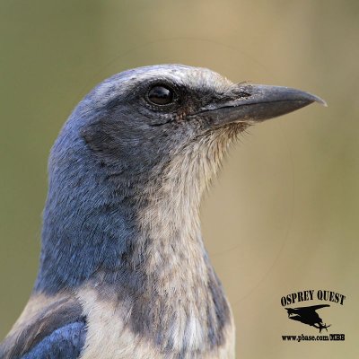 _MG_6304 Florida Scrub Jay.jpg