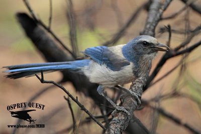 _MG_7129 Florida Scrub Jay.jpg