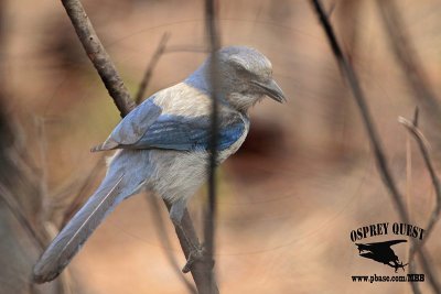 _MG_7163 Florida Scrub Jay.jpg