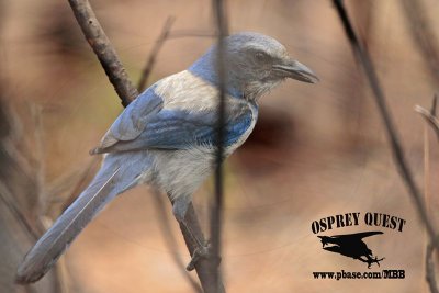 _MG_7164 Florida Scrub Jay.jpg