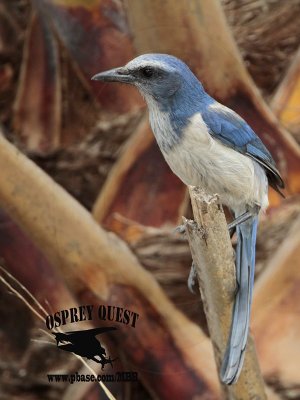 _MG_7801 Florida Scrub Jay.jpg