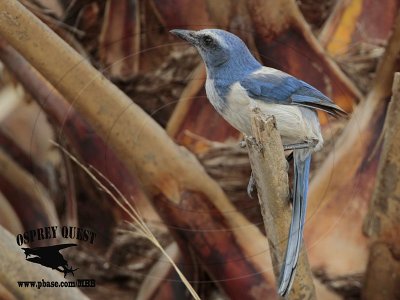 _MG_7802 Florida Scrub Jay.jpg