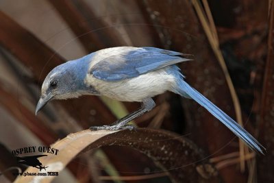 _MG_8234 Florida Scrub Jay.jpg