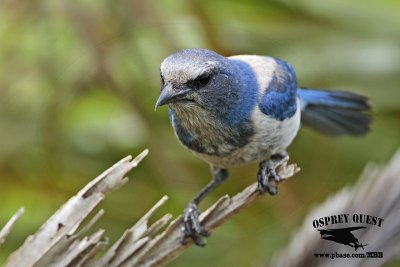 _MG_8467 Florida Scrub Jay.jpg