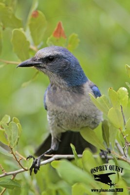 _MG_8493 Florida Scrub Jay.jpg