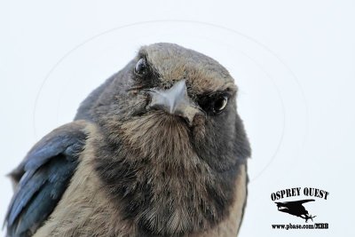 _MG_8606 Florida Scrub Jay.jpg