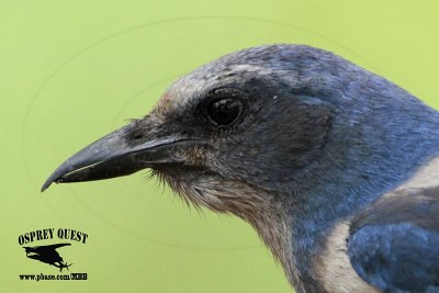 _MG_8881 Florida Scrub Jay.jpg