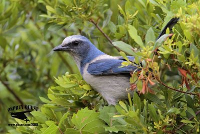 _MG_9813 Florida Scrub Jay.jpg