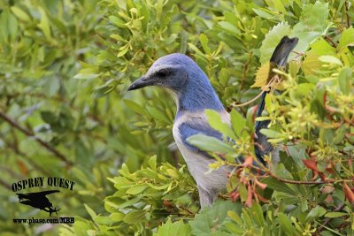 _MG_9827 Florida Scrub Jay.jpg