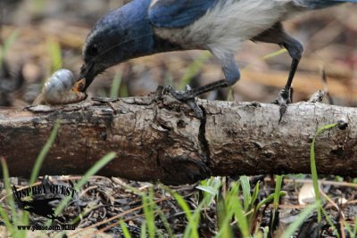 Florida Scrub Jay – Food: Beetle larvae (grubs) (Strategus aloeus?)