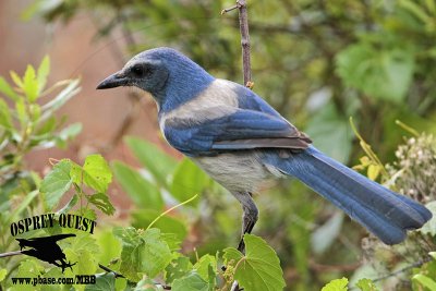 _MG_9899 Florida Scrub Jay.jpg