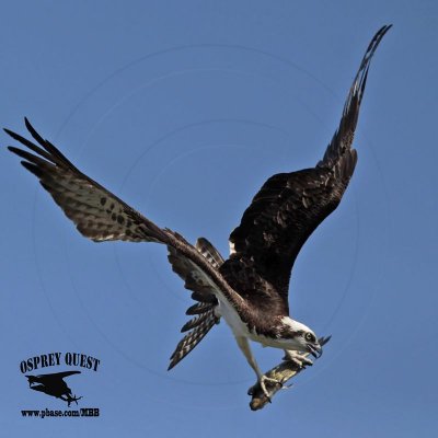 Osprey - Mid-air maneuvers: using tail