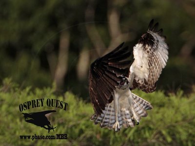 Osprey – Intraspecific Interactions: defensive mid-air maneuvers