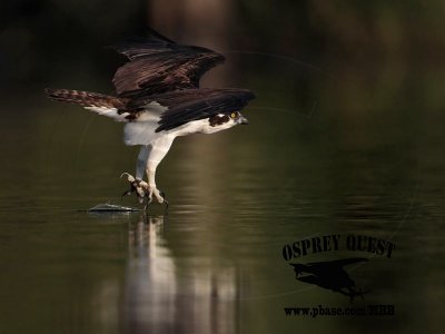 Osprey – Comfort Movements – Dragging Talons and Feet in water