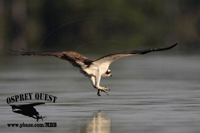 _MG_1029 Osprey.jpg