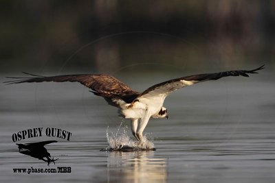 _MG_1030 Osprey.jpg