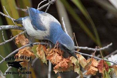 _MG_8099 Florida Scrub Jay.jpg