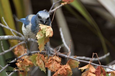 _MG_8101 Florida Scrub Jay.jpg