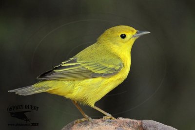 _MG_7124 Yellow Warbler.jpg