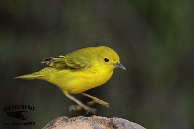 _MG_7130 Yellow Warbler.jpg