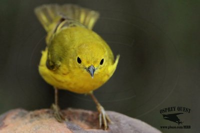 _MG_7150 Yellow Warbler.jpg