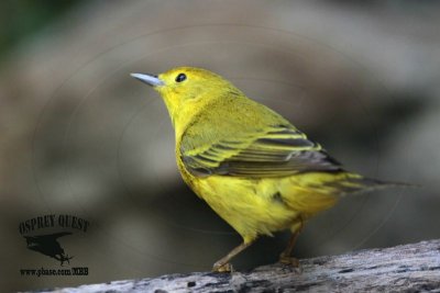 _MG_7467 Yellow Warbler.jpg