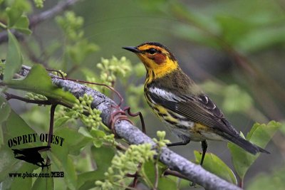 _MG_8145 Cape May Warbler.jpg