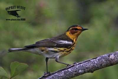 _MG_8216 Cape May Warbler.jpg