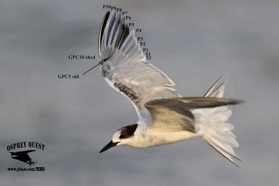 Molt - Terns - Spring 2012