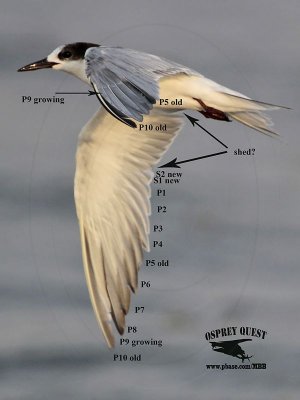 _MG_1621 Common Tern.jpg