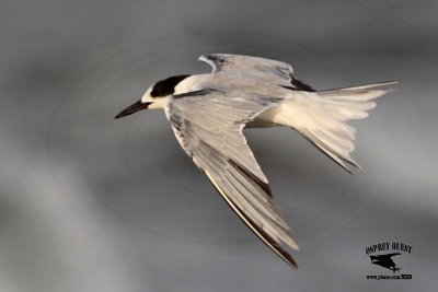 _MG_2277 Common Tern.jpg