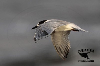 _MG_2278 Common Tern.jpg