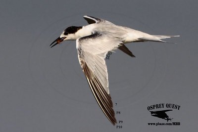 _MG_4209 Common Tern.jpg