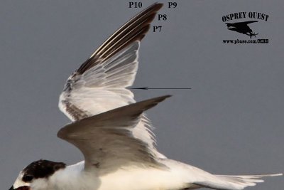 _MG_4210crop Common Tern.jpg