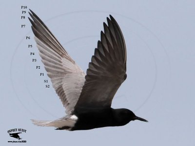 _MG_3841 Black Tern.jpg